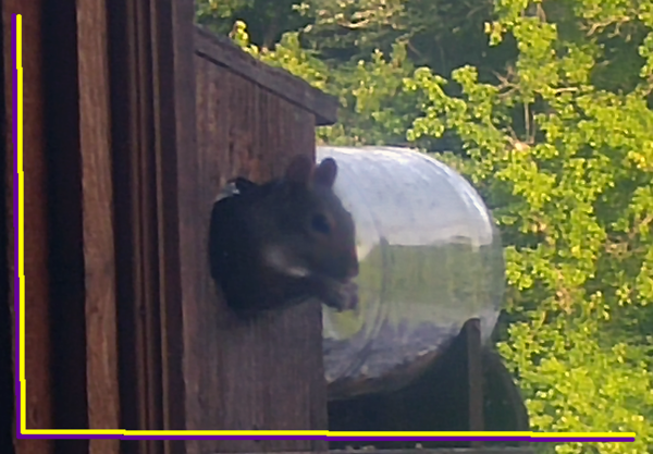 Gaston's Squirrel